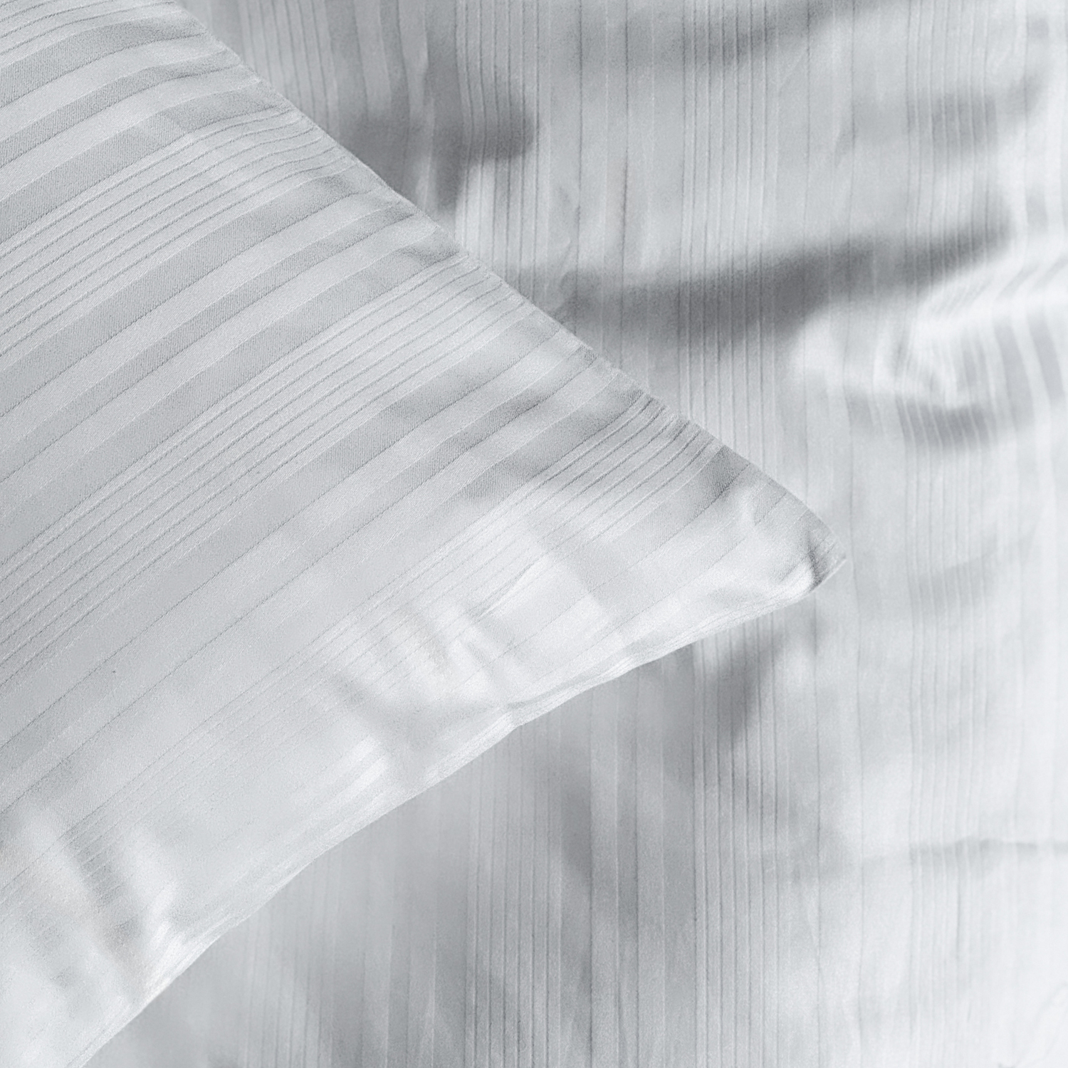 77260-77270,Teddy,1500-Pix-closeup